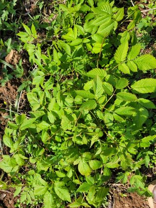 김응택님의 기타작물 · 영농일지 작성글 사진