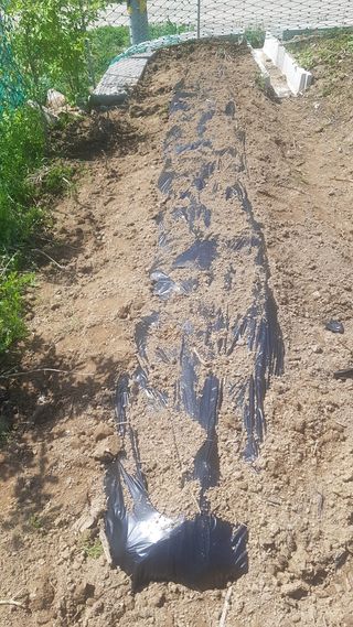 최춘득 청대산 님의 기타작물 · 영농일지 작성글 사진