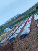 팜모닝 기타작물·영농일지 게시글 이미지