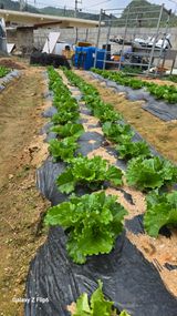 팜모닝 기타작물·영농일지 게시글 이미지