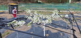 박상중님의 포도 · 영농일지 작성글 사진