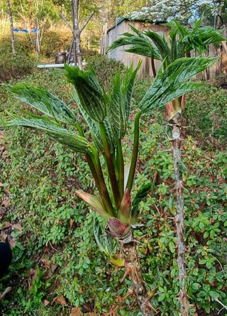 권혁렬님의 기타작물 · 영농일지 작성글 사진