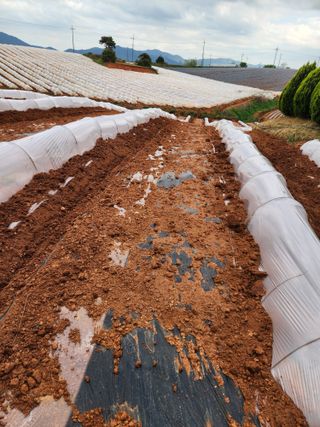 김저팔계님의 기타작물 · 영농일지 작성글 사진