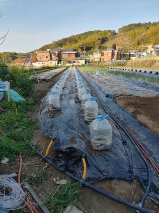 양배추15739님의 고추 · 영농일지 작성글 사진