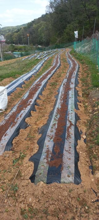 고병길님의 기타작물 · 영농일지 작성글 사진