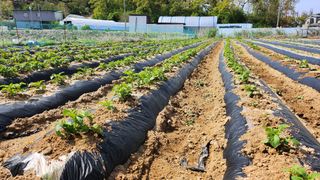 오권균님의 기타작물 · 영농일지 작성글 사진