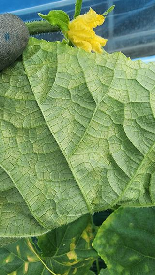 준우아빠님의 오이 · 영농일지 작성글 사진