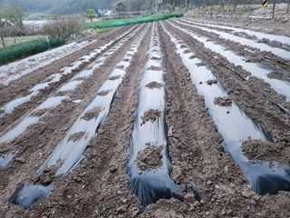 옥수수14683님의 기타작물 · 영농일지 작성글 사진