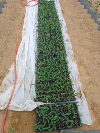 김영천님의 기타작물 · 영농일지 작성글 사진