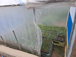 구본명님의 참깨 · 영농일지 작성글 사진