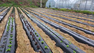 장기수님의 기타작물 · 영농일지 작성글 사진