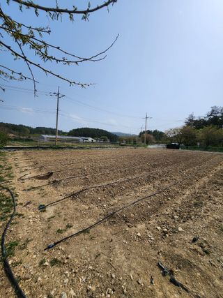 호박13997님의 기타작물 · 영농일지 작성글 사진