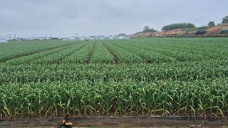 서정욱님의 마늘 · 영농일지 작성글 사진