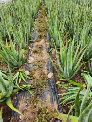 제주온님의 기타작물 · 영농일지 작성글 사진