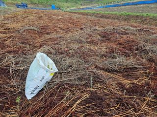 두릅나무5933님의 기타작물 · 영농일지 작성글 사진