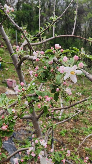 사과6329님의 사과 · 영농일지 작성글 사진