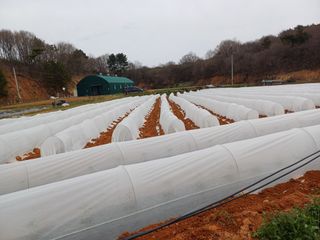 김명복님의 고추 · 영농일지 작성글 사진