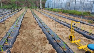 장기수님의 기타작물 · 영농일지 작성글 사진