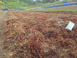 두릅나무5933님의 기타작물 · 영농일지 작성글 사진