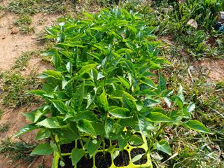 김명복님의 고추 · 영농일지 작성글 사진