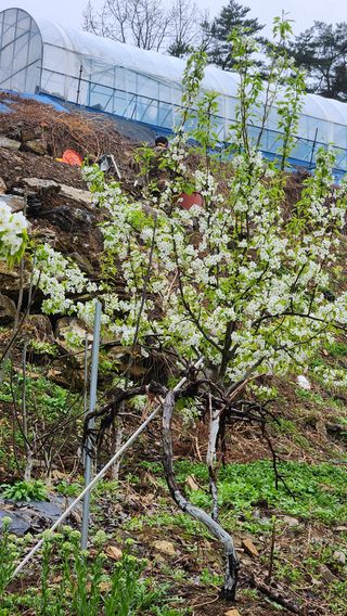 사과6329님의 사과 · 영농일지 작성글 사진