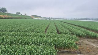 서정욱님의 마늘 · 영농일지 작성글 사진