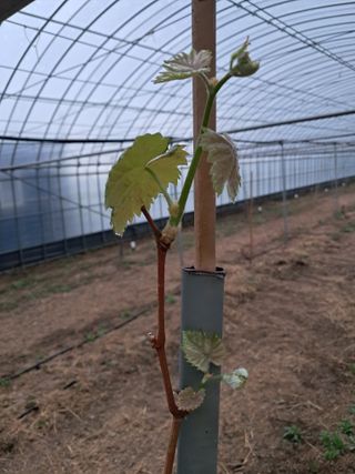 미스농부님의 기타작물 · 영농일지 작성글 사진