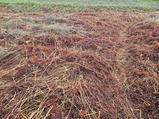 두릅나무5933님의 기타작물 · 영농일지 작성글 사진