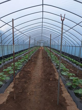 마늘25328님의 기타작물 · 영농일지 작성글 사진