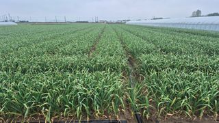 서정욱님의 마늘 · 영농일지 작성글 사진