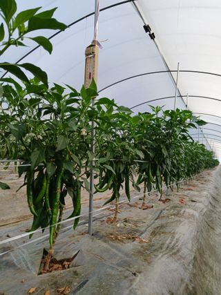 Smy1245678님의 기타작물 · 영농일지 작성글 사진