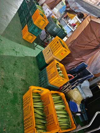 태이린팜님의 오이 · 영농일지 작성글 사진