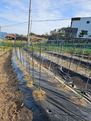 창호리초보농부님의 기타작물 · 영농일지 작성글 사진