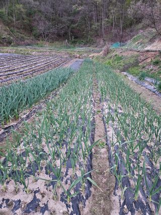 조우상님의 참깨 · 영농일지 작성글 사진