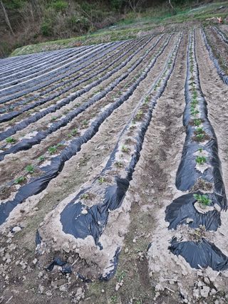 조우상님의 참깨 · 영농일지 작성글 사진