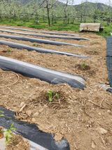 팜모닝 옥수수·영농일지 게시글 이미지