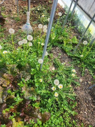 호박13997님의 기타작물 · 영농일지 작성글 사진