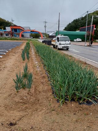 강명수님의 기타작물 · 영농일지 작성글 사진