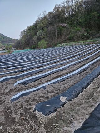 조우상님의 참깨 · 영농일지 작성글 사진