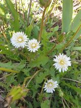 팜모닝 기타작물·영농일지 게시글 이미지