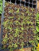 팜모닝 기타작물·영농일지 게시글 이미지