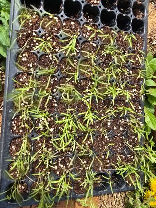 심기정님의 기타작물 · 영농일지 작성글 사진