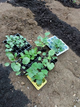 금복주님의 기타작물 · 영농일지 작성글 사진