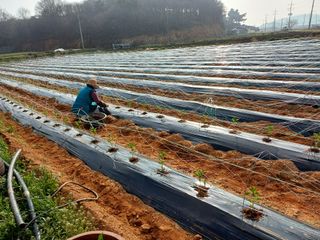 김명복님의 고추 · 영농일지 작성글 사진