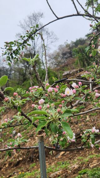 사과6329님의 사과 · 영농일지 작성글 사진