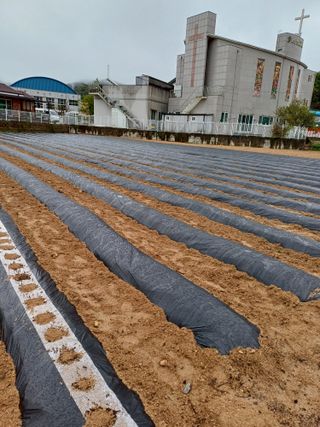 강명수님의 기타작물 · 영농일지 작성글 사진