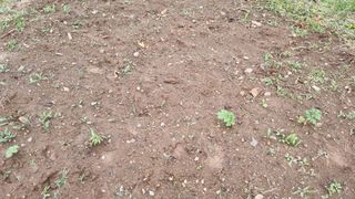 의성촌놈님의 기타작물 · 영농일지 작성글 사진