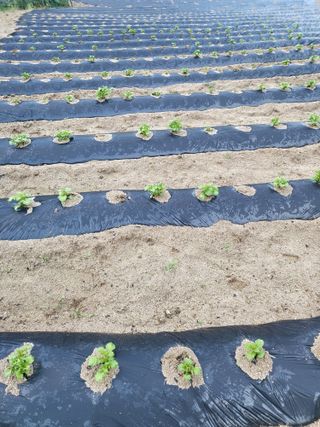 이상욱님의 감자 · 영농일지 작성글 사진