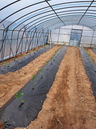 구강회님의 고추 · 영농일지 작성글 사진