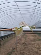 팜모닝 기타작물·영농일지 게시글 이미지